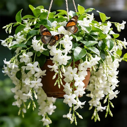🌸Double Petal Jasmine Flower Seeds, Perennial Climber, Sweet Scented Garden Plant