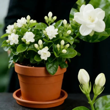 🌸Double Petal Jasmine Flower Seeds, Perennial Climber, Sweet Scented Garden Plant