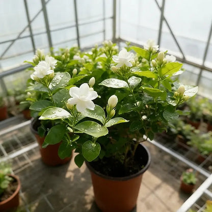 🌸Double Petal Jasmine Flower Seeds, Perennial Climber, Sweet Scented Garden Plant